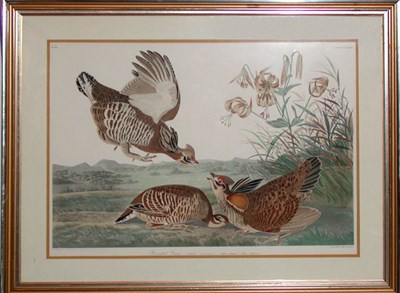 Lot 3152 - After John James Audubon PINNATED GROUS...