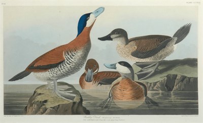Lot 3127 - After John James Audubon RUDDY DUCK...