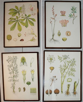 Lot 125 - After J. F. Schreiber [PLANT STUDIES] Five...