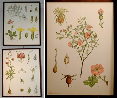 Lot 126 - After J. F. Schreiber [PLANT STUDIES] Five...
