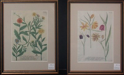 Lot 166 - After Johann Weinmann [FLORAL STUDIES] Two...