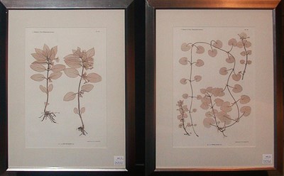 Lot 162 - Constantin von Ettingshausen and Alois Pokorny...