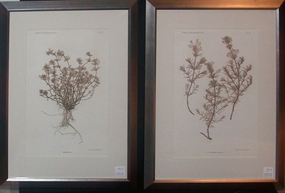 Lot 133 - Constantin von Ettingshausen and Alois Pokorny...