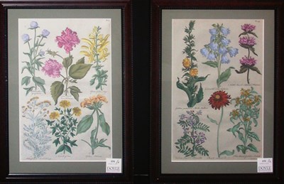 Lot 151 - Sir John Hill [FLOWER STUDIES] Two...