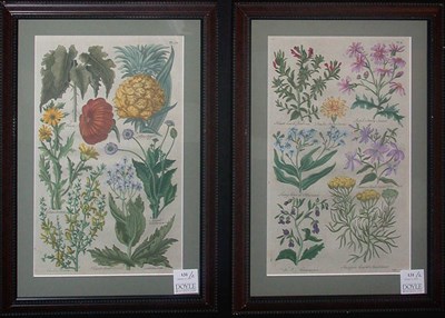 Lot 131 - Sir John Hill [FLOWER STUDIES] Two...