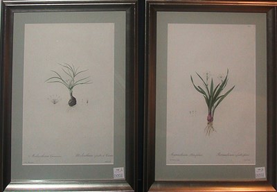 Lot 141 - After P. J. Redoute MELANTHIUM GRAMINEUM and...