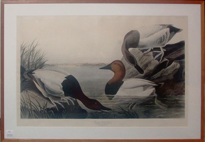 Lot 3138 - After John James Audubon CANVAS BACKED DUCK...