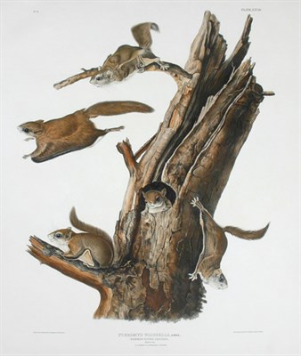 Lot 3128 - After John James Audubon COMMON FLYING...