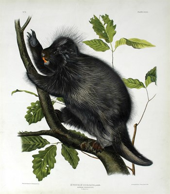 Lot 3130 - After John James Audubon CANADA PORCUPINE Hand-...