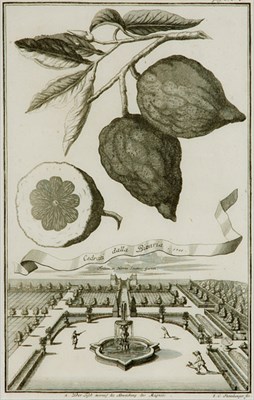 Lot 123 - Georg Christoph Volchamer [CITRUS AND...