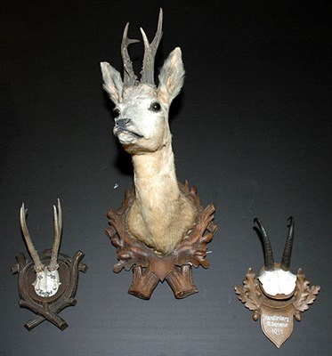 Lot 195 - Miscellaneous Group of Animal Head and Horn...