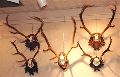 Lot 118 - Five Mounted Horn Animal Trophies