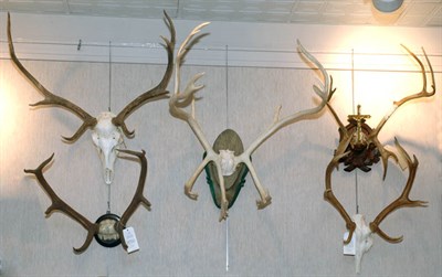 Lot 130 - Miscellaneous Group of Antler Trophies;...