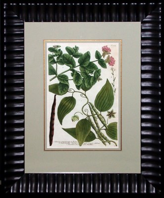 Lot 3144 - After Johann Weinmann [FLORAL STUDIES] Two...