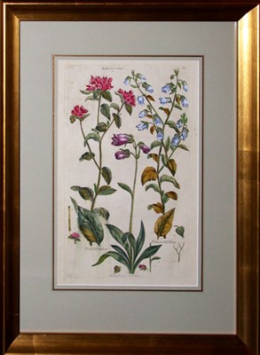 Lot 3151 - Sir John Hill [BELL FLOWERS] Two hand-colored...