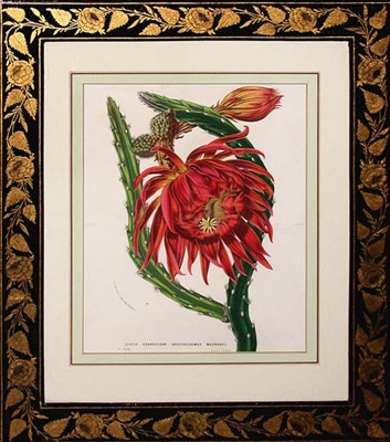 Lot 3153 - Louis Van Houte [FLOWER STUDY] Color...