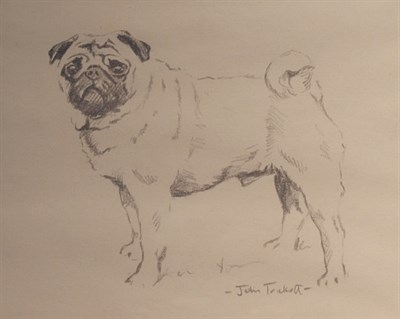 Pug