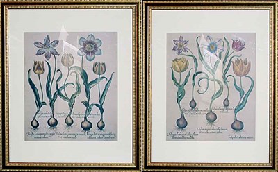 Lot 68 - Basilius Besler TULIPA LUTEA LITURIS AURCIS......