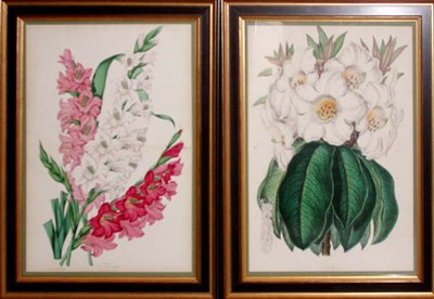 Lot 92 - After Charlotte Caroline Sowerby GLADIOLUS and...