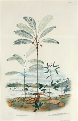 Lot 94 - After Joao Barbosa Rodrigues EUTERPE...
