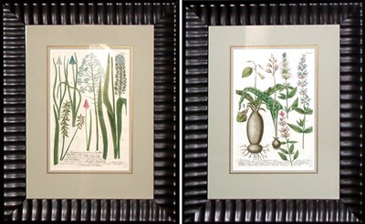 Lot 75 - After Johann Weinmann [FLOWER STUDIES] Two...