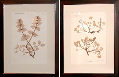Lot 100 - Constantin von Ettingshausen and Alois Pokorny...