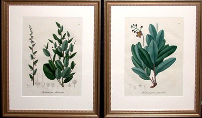 Lot 73 - Johann Baptist Emanuel Pohl [PLANT STUDIES]...