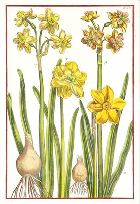 Lot 85 - After Daniel Rabel [NARCISSUS STUDIES] Two...