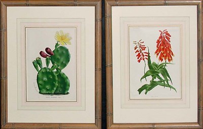 Lot 77 - Louis van Houte OPUNTIA RAFINESQUII...