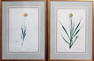 Lot 118 - After P. J. Redoute ALLIUM OBLIQUUM and IXIA...
