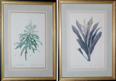 Lot 1088 - After P. J. Redoute DRACAENA REFLEXA and...