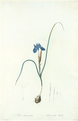 Lot 137 - After P. J. Redoute IRIS GAROLERI and IRIS...