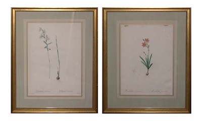 Lot 4075 - After P. J. Redoute GLADIOLUS OROBANCHE and...