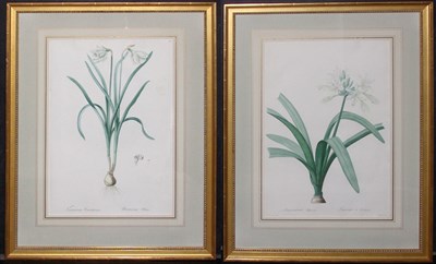 Lot 4091 - After P. J. Redoute NARCISSUS CANDIDISIMUS and...