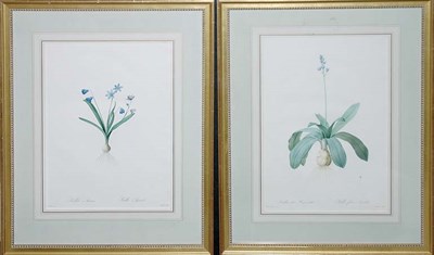 Lot 3108 - After P. J. Redoute SCILLA AMOENA and SCILLA...