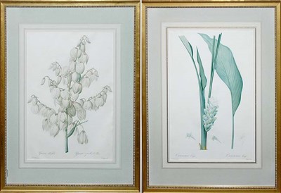 Lot 1075 - After P. J. Redoute CURCUMA LONGA and YUCCA...