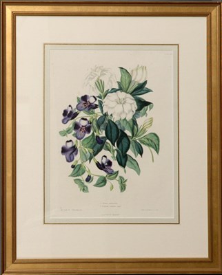 Lot 120 - After Charlotte Caroline Sowerby RHODODENDRON...