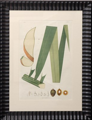 Lot 131 - After Joao Barbosa Rodrigues SCHEELEA OSMANTHA...