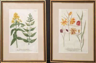 Lot 133 - After Johann Weinmann [FLOWER STUDIES] Two...
