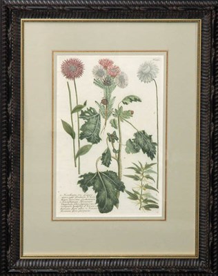 Lot 139 - After Johann Weinmann [FLOWER STUDIES] Two...