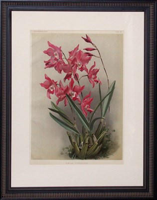 Lot 125 - Joseph Mansell [ORCHID STUDIES] Two...