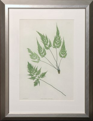 Lot 122 - Thomas Moore [FERN STUDIES] Two nature-printed...