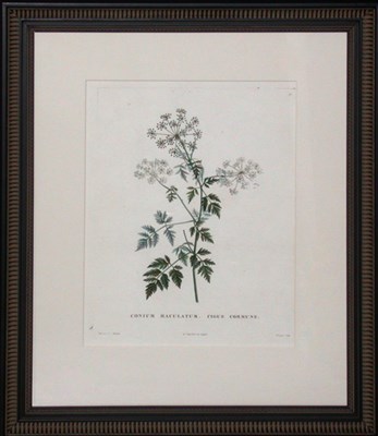 Lot 113 - After Pierre-Joseph Redoute CONIUM MACULATUM......