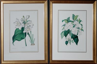 Lot 1077 - After Charlotte Caroline Sowerby GARDENIA...