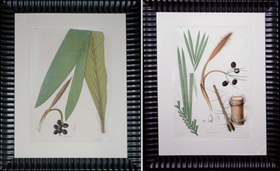 Lot 1087 - After Joao Barbosa Rodrigues BACTRIS BIFIDA...