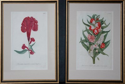 Lot 1093 - After Johann Weinmann [FLOWER STUDIES] Two...