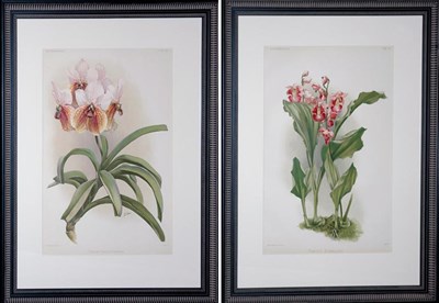Lot 1095 - Joseph Mansell [ORCHID STUDIES] Two...