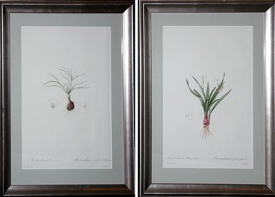 Lot 1079 - After P. J. Redoute SISYRINCHIUM PALMIFOLIUM......