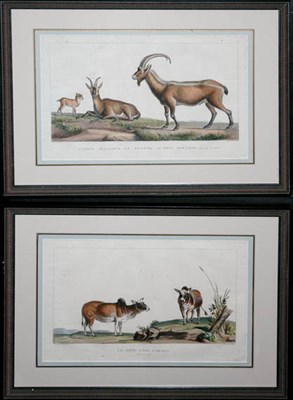 Lot 1094 - After Nicholas Marechal LE ZEBU SANS CORNES...