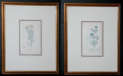 Lot 1092 - Artist Unknown CAMOMILLE ROMAINE and PANICAUT...